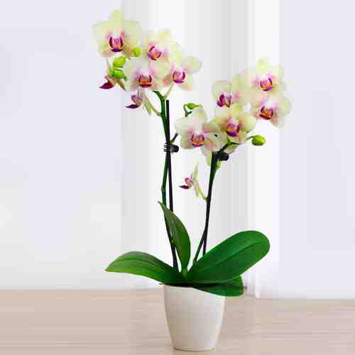 - House Plant Gifts Delivered | Single Yellow Orchid Plant
