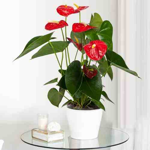 Red Anthurium Plant-Send Indoor Plants As Gifts