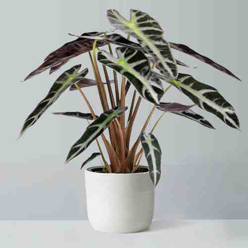 Elephant Ear Potted Plant-Get Well Soon Plant Delivery
