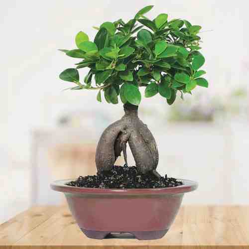 Ficus Plant-Indoor Bonsai Tree Delivery