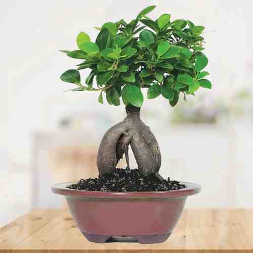 - Indoor Bonsai Tree Delivery | Ficus Plant