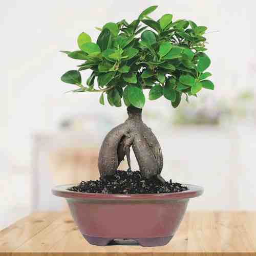 - Indoor Bonsai Tree Delivery