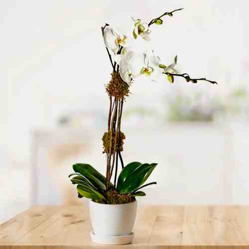 Phalaenopsis Orchid-Orchid Plants To Send