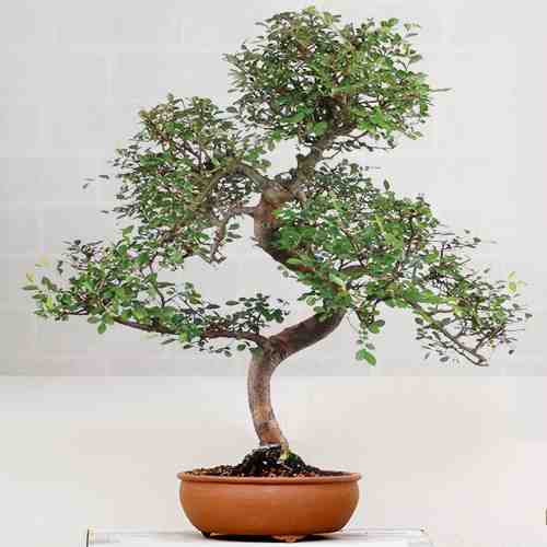 Chinese Bonsai Tree-Potted Plants To Send As Gifts