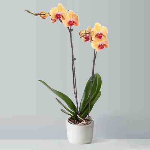 Peach Orchids-Send A Plant For Birthday
