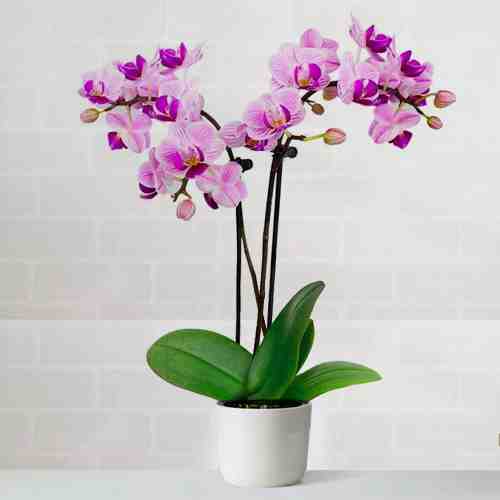 - Plants To Send For Birthday | Pink Orchid Plant