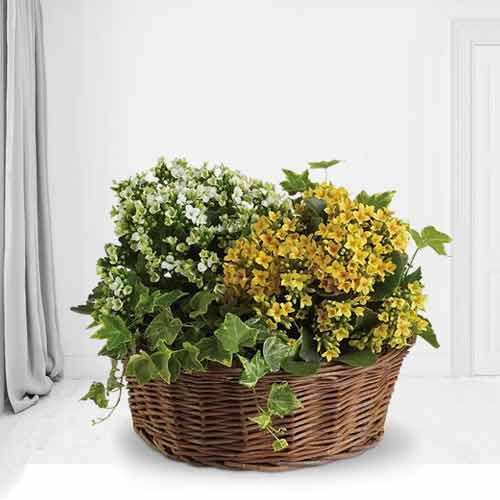 -  Kalanchoe Plant To USA | Happiness With Plant