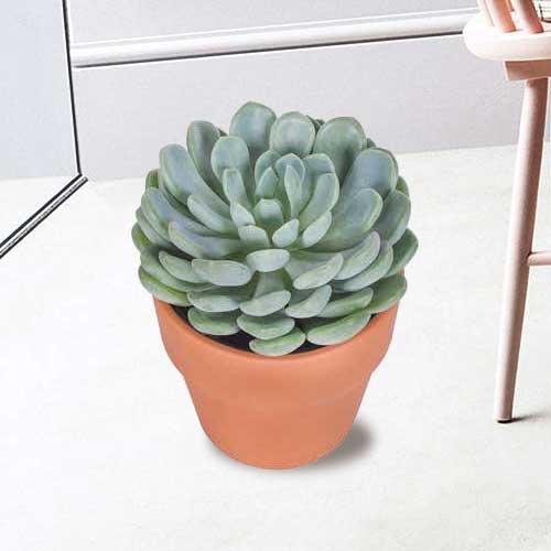 Lotus Leave Succulent Plant  -Plants Delivered to Your Door