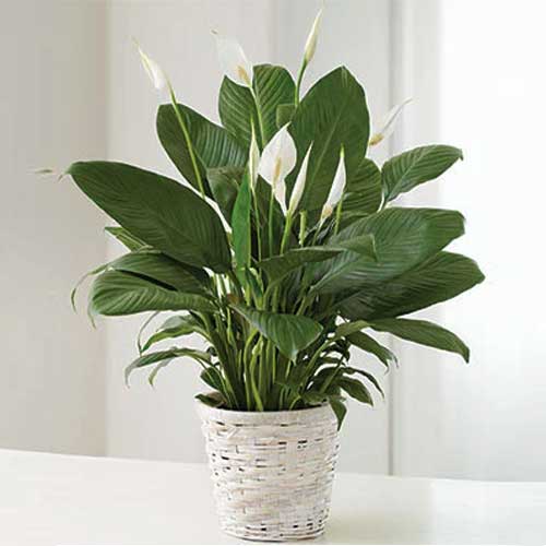 Vivid Green Assortment -Fresh Flowers & Live Indoor Plants