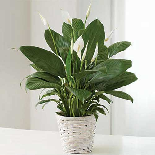 - Fresh Flowers & Live Indoor Plants | Vivid Green Assortment 