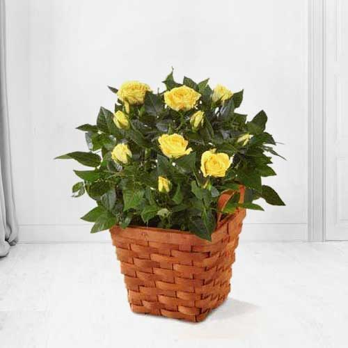 Mini Rose Plant for Happy Times -Order House and Office ...