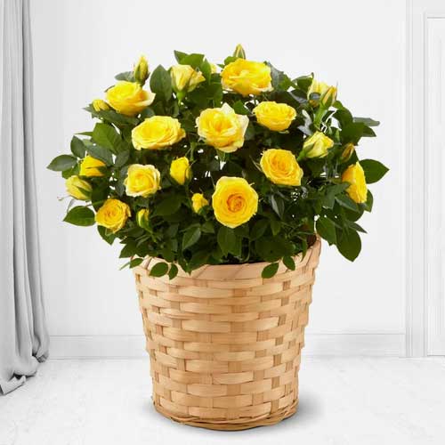 - Order House and Office ... | Mini Rose Plant for Happy Times 