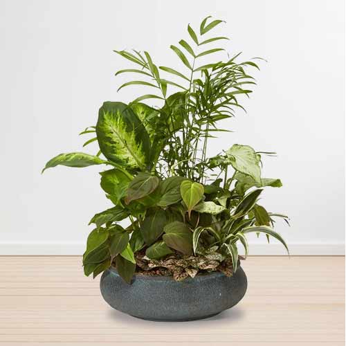 Smile With Green-Housewarming Plant Gift