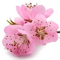 Pink Flowers