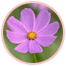 Fresh Flowers